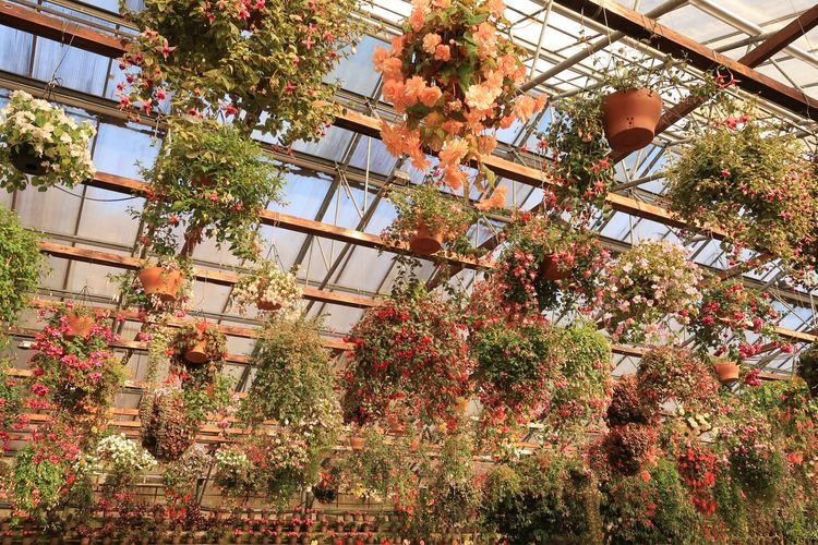 Tourist destination images of Fuji Flower and Bird Garden(2)