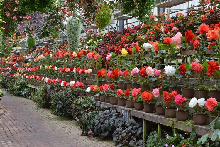 Fuji Flower and Bird Garden