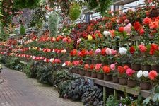 Tourist destination images of Fuji Flower and Bird Garden(1)