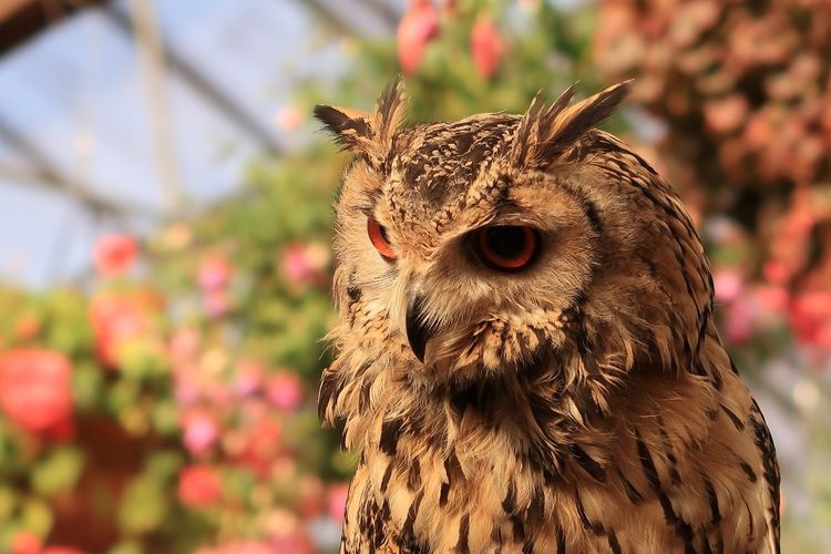 Tourist destination images of Fuji Flower and Bird Garden(3)