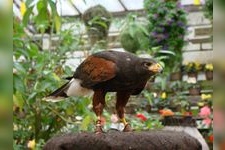 Tourist destination images of Fuji Flower and Bird Garden(3)