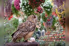 Tourist destination images of Fuji Flower and Bird Garden(4)