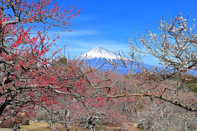 岩本山公園
