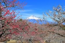 Tourist destination images of Iwamotoyama Park(1)