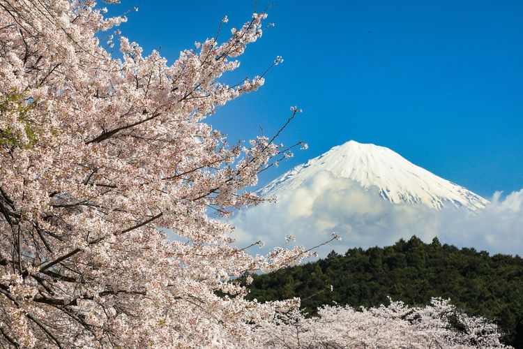Tourist destination images of Iwamotoyama Park(2)