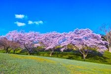 Tourist destination images of Iwamotoyama Park(3)