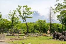 Tourist destination images of Fuji Safari Park(1)