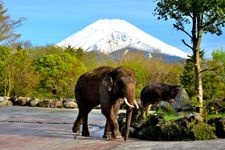 Tourist destination images of Fuji Safari Park(3)