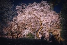 Tourist destination images of Chichibunomiya Memorial Park(7)