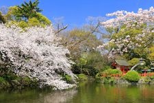 Tourist destination images of Mishima Taisha Shrine(4)