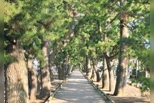 Tourist destination images of Miho Matsubara (Hagoromo Pine)(2)