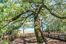 Tourist destination images of Miho Matsubara (Hagoromo Pine)(1)