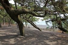 Tourist destination images of Miho Matsubara (Hagoromo Pine)(3)