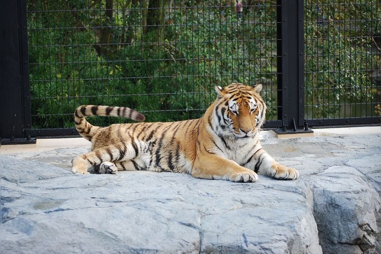 Shizuoka City Nihonpira Zoo