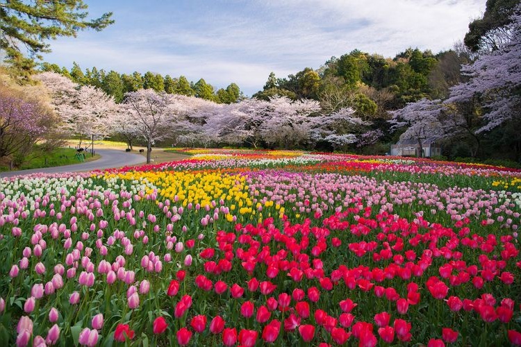 Hamamatsu Flower Park