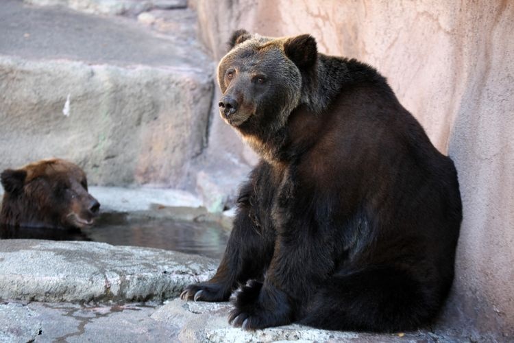 Tourist destination images of Hamamatsu City Zoo(2)