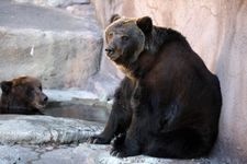Tourist destination images of Hamamatsu City Zoo(2)