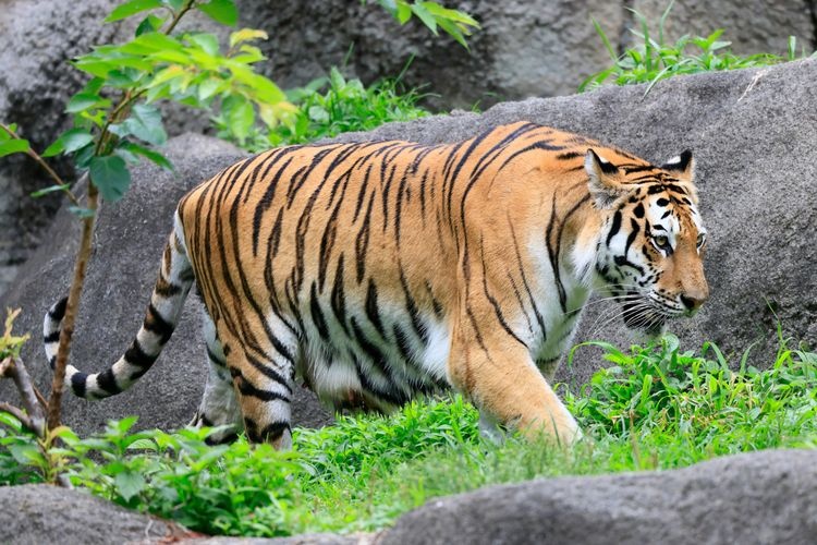 Tourist destination images of Hamamatsu City Zoo(5)