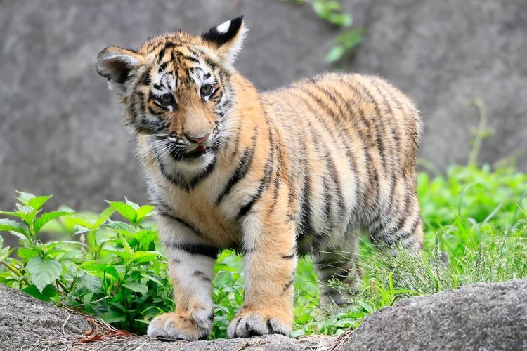 Tourist destination images of Hamamatsu City Zoo(4)