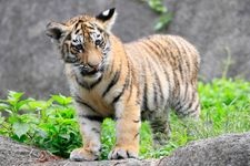 Tourist destination images of Hamamatsu City Zoo(4)
