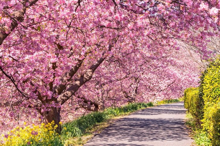 Kawazu Cherry Blossom Trees