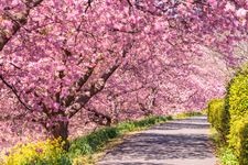 Tourist destination images of Kawazu Cherry Blossom Trees(1)