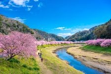 Tourist destination images of Kawazu Cherry Blossom Trees(2)