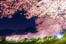 Tourist destination images of Kawazu Cherry Blossom Trees(3)