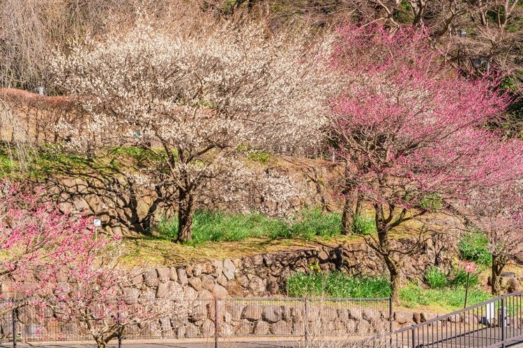 Tourist destination images of Atami Ume-en (Atami Plum Garden)(3)