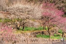 Tourist destination images of Atami Ume-en (Atami Plum Garden)(3)