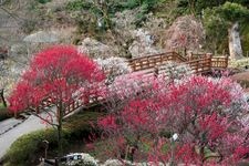 Tourist destination images of Atami Ume-en (Atami Plum Garden)(3)