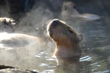 伊豆仙人掌動物公園的觀光地圖片(2)