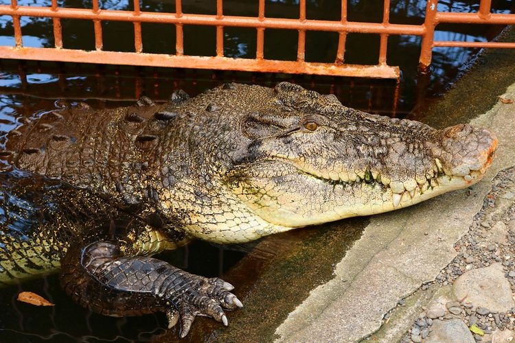 Atagawa Tropical & Alligator Garden