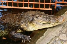 Tourist destination images of Atagawa Tropical & Alligator Garden(1)