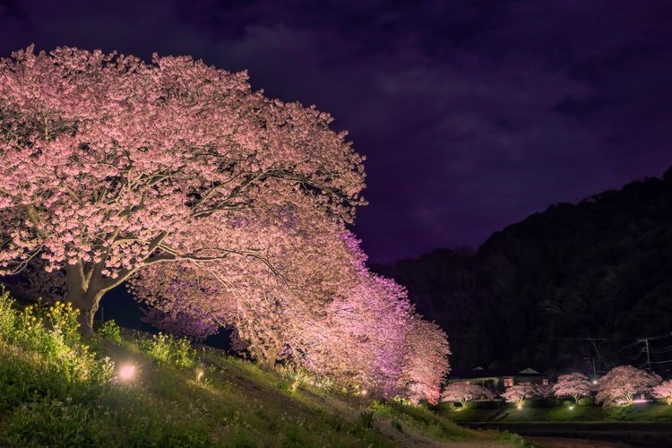 Tourist destination images of Minami no Sakura (Southern Cherry Blossoms)(4)