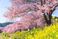 Tourist destination images of Minami no Sakura (Southern Cherry Blossoms)(1)