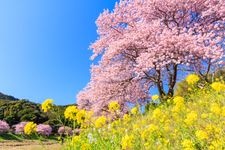 Tourist destination images of Minami no Sakura (Southern Cherry Blossoms)(2)