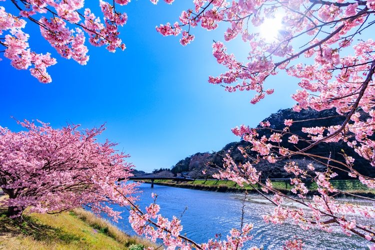 Tourist destination images of Minami no Sakura (Southern Cherry Blossoms)(3)