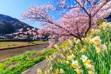 Tourist destination images of Minami no Sakura (Southern Cherry Blossoms)(1)