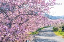 Tourist destination images of Minami no Sakura (Southern Cherry Blossoms)(2)