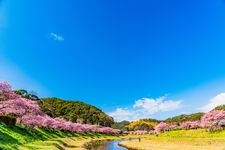 Tourist destination images of Minami no Sakura (Southern Cherry Blossoms)(3)