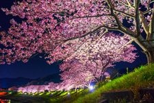 Tourist destination images of Minami no Sakura (Southern Cherry Blossoms)(4)