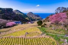 Tourist destination images of Ishibe Tanada (Rice Terraces)(2)