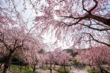 Tourist destination images of Higashiyama Sky Tower(1)