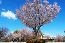 Tourist destination images of Tokugawaen Garden(7)