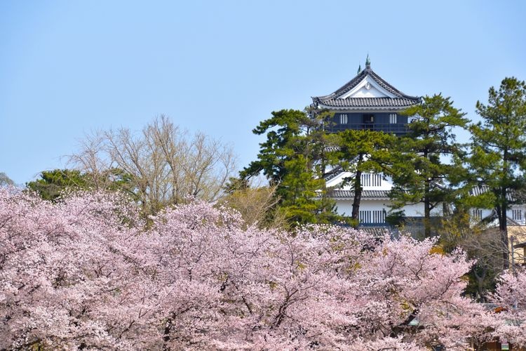 Tourist destination images of Okazaki Castle(4)
