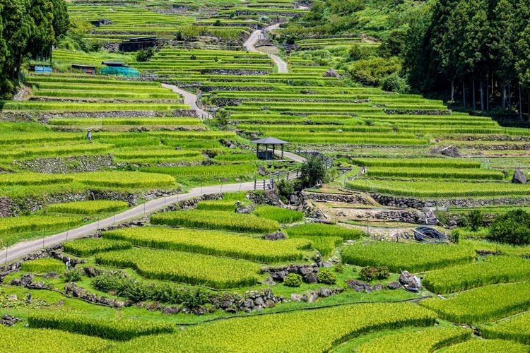 Tourist destination images of Yotsutani's Senmaida Rice Terraces(3)
