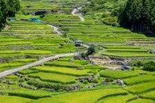 Tourist destination images of Yotsutani's Senmaida Rice Terraces(3)