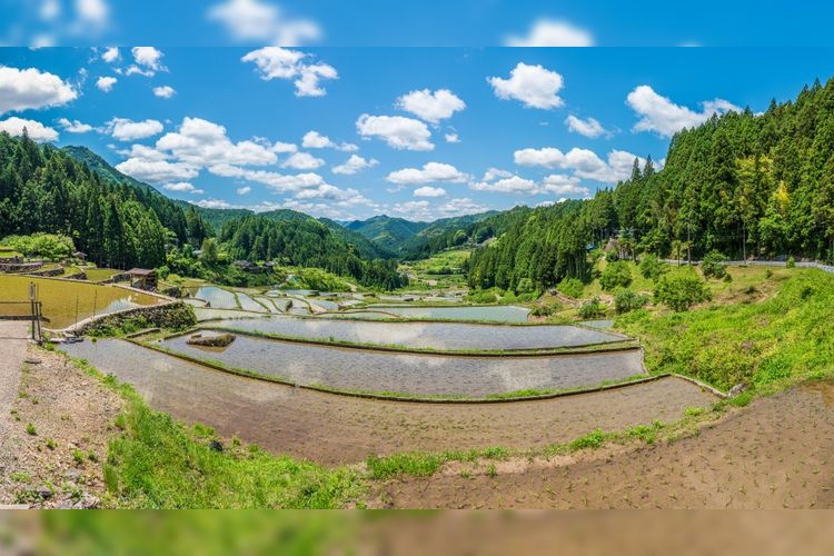 Tourist destination images of Yotsutani's Senmaida Rice Terraces(4)