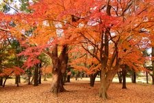 Tourist destination images of Kōtaijingu (Ise Grand Shrine, Inner Shrine)(5)